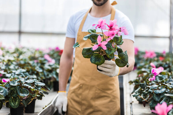 Close-up view of pot with Cyclamen flowers in male hands