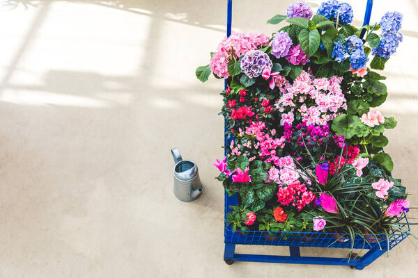 Cart with blooming colorful flowers in pots