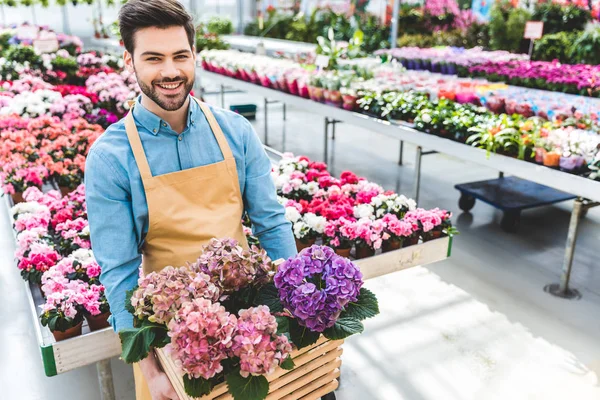 Jardinero Masculino Sonriente Sosteniendo Maceta Con Flores Hortensias Invernadero — Foto de Stock