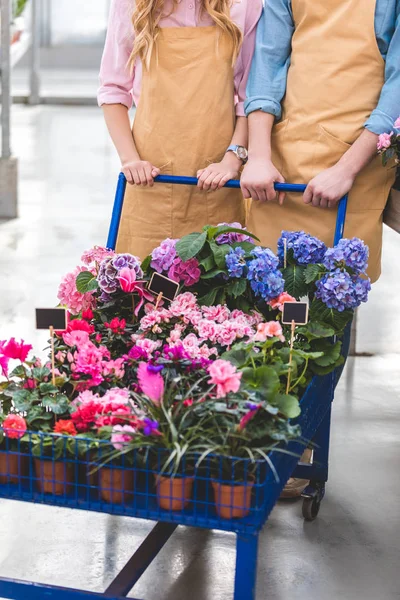 Προβολή Μεγέθυνση Των Κηπουρών Πιέζει Καλάθι Λουλούδια Θερμοκήπιο — Δωρεάν Φωτογραφία