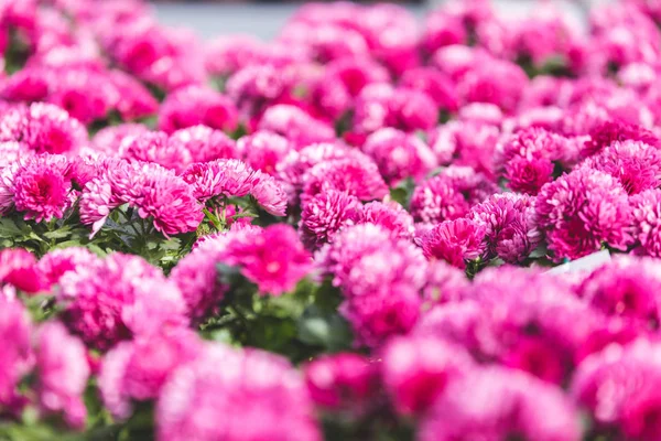 Pink Blooming Chrysanthemum Flowers Nursery — Free Stock Photo