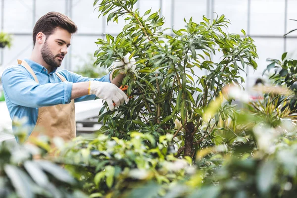 Jardinero Masculino Cortando Plantas Verdes Invernadero — Foto de Stock