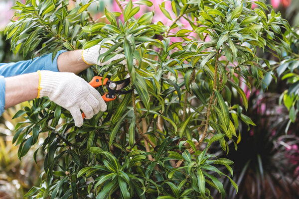 Close-up view of gardener cutting plants with pruner