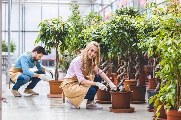 Casal Jardineiros Com Pás Plantando Ficus Estufa — Fotografia de Stock