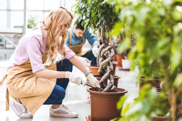 Donna Sorridente Con Pala Piantare Ficus Giardiniere Maschio Serra — Foto Stock