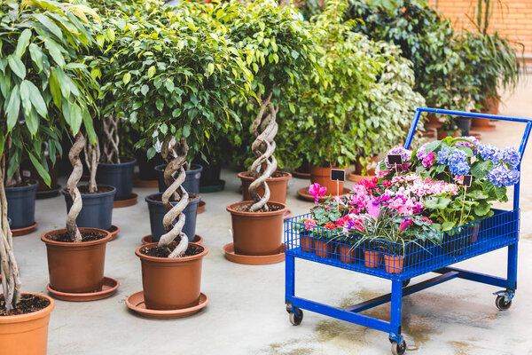 Metal cart with blooming flowers by ficus trees in pots