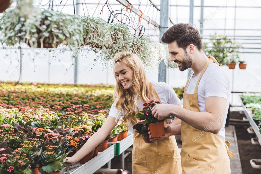 Couple of gardeners arranging pots with flowers in greenhouse