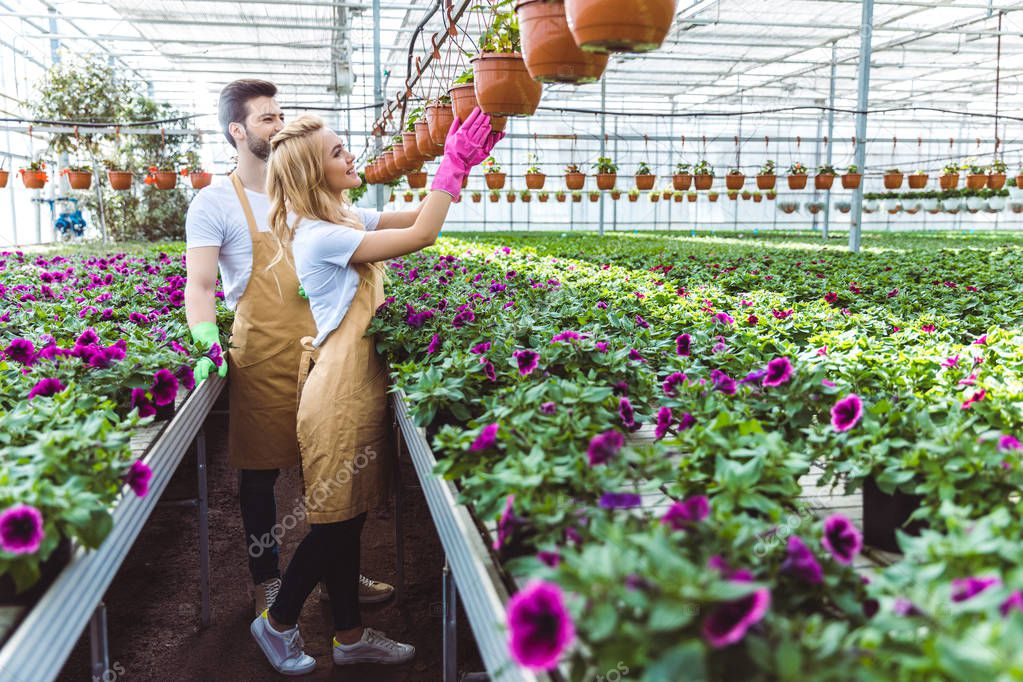 Couple of gardeners in gloves working in greenhouse with flowers