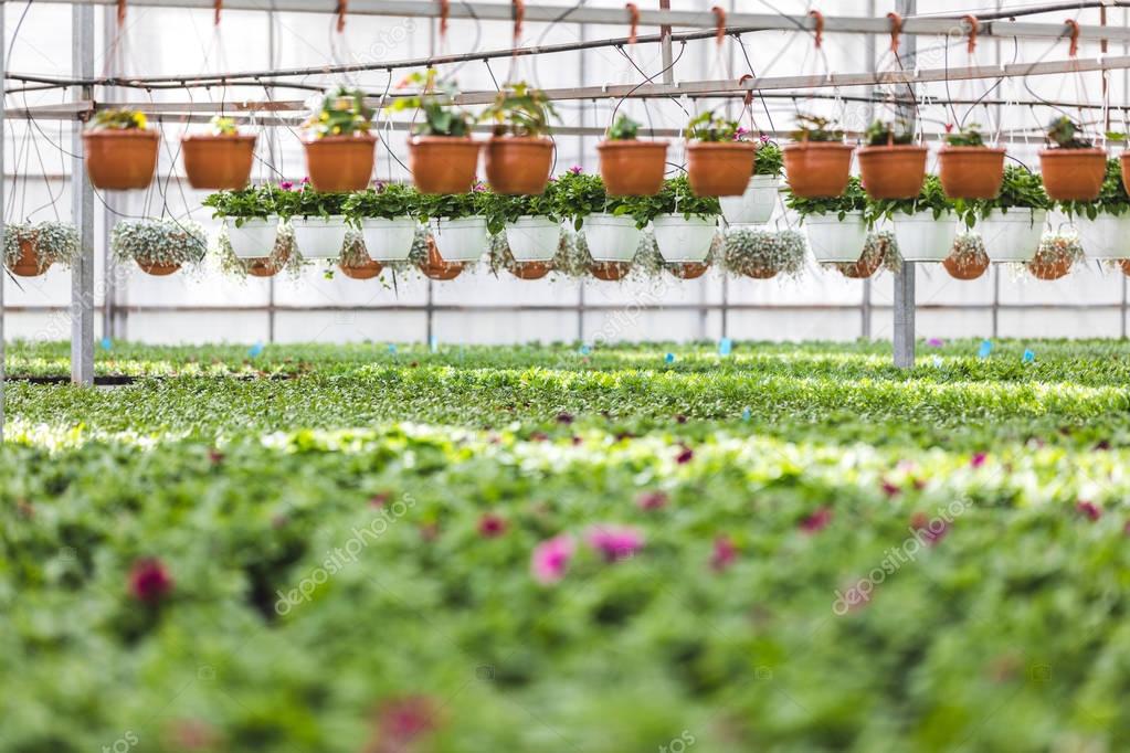 Pots with blooming flowers and plants in greenhouse