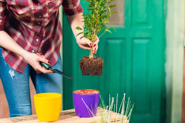 Gros plan vue partielle de la femme enlevant une plante avec de la terre en pot — Photo de stock