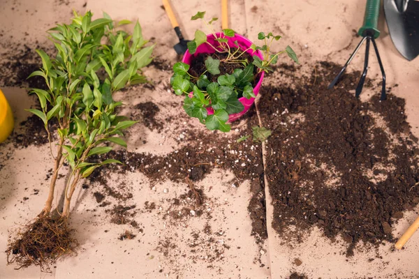 Vue rapprochée des outils de jardinage, des plantes et du pot de fleurs avec de la terre sur la table — Photo de stock