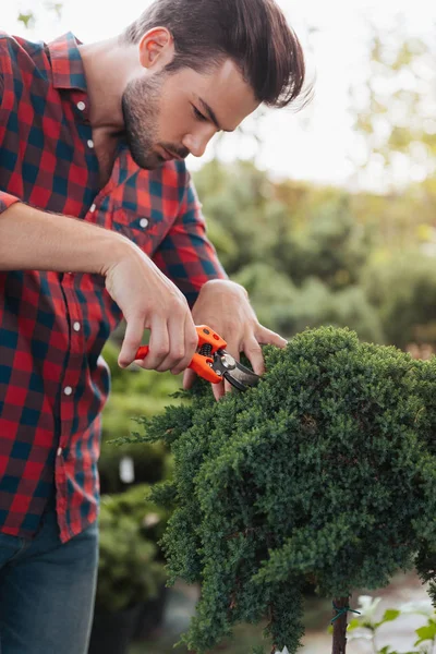 Gardener with pruning shears cutting plant — Stock Photo