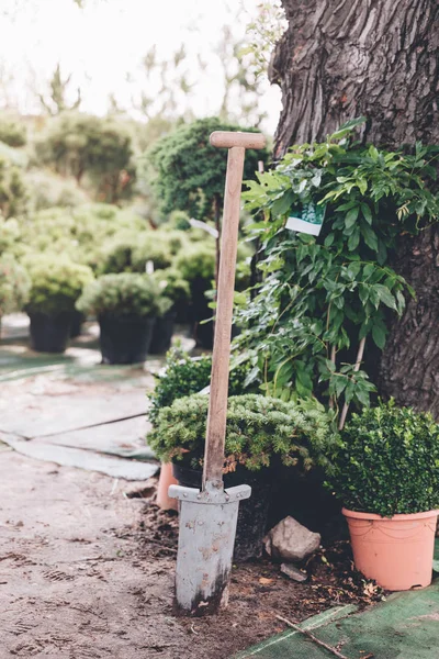 Dirty spade in garden — Stock Photo