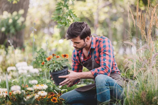 Садовник держит цветок в цветочном горшке — стоковое фото