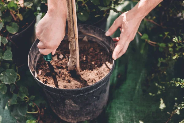 Jardineiro com espátula de mão plantando uma planta — Fotografia de Stock
