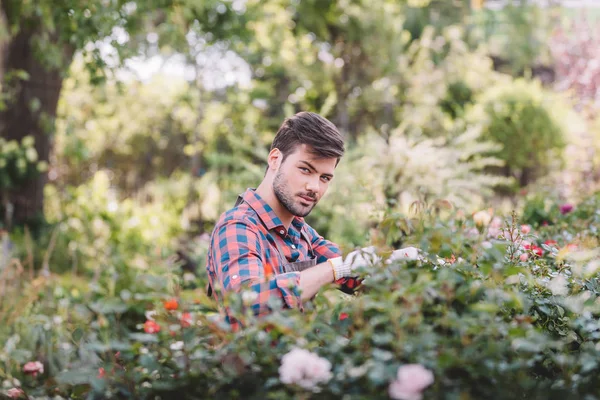 Jardineiro verificando plantas durante o trabalho — Fotografia de Stock