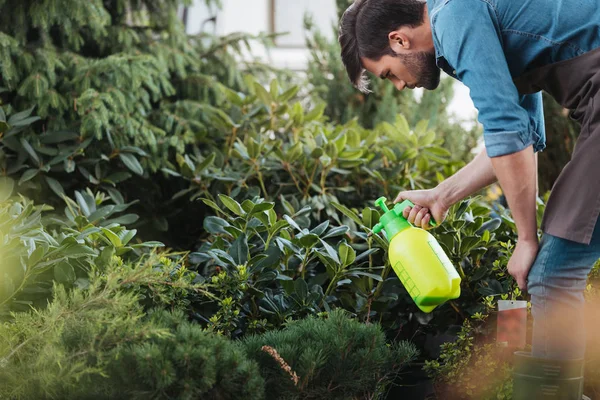 Gardener spraying plants in garden — Stock Photo