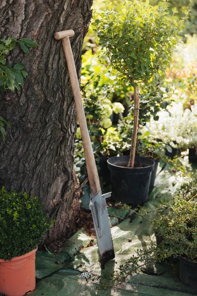 Dirty spade in garden — Stock Photo