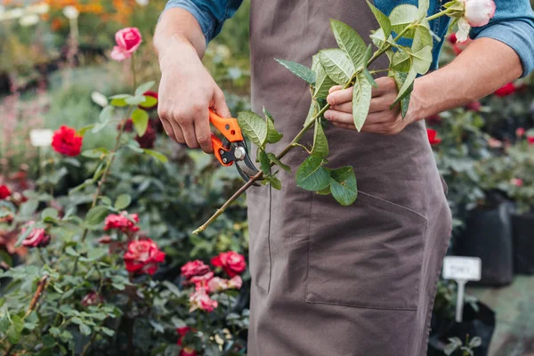 Gardener cutting rose with pruning shears — Stock Photo