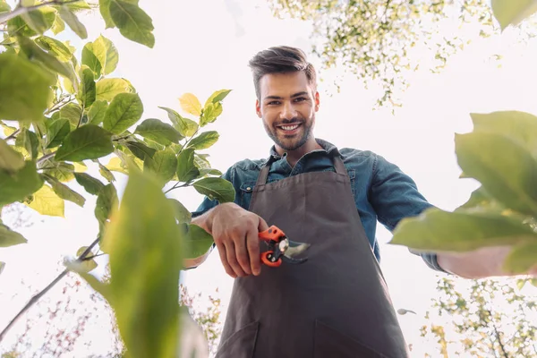 Gardener with pruning shears cutting plant — Stock Photo