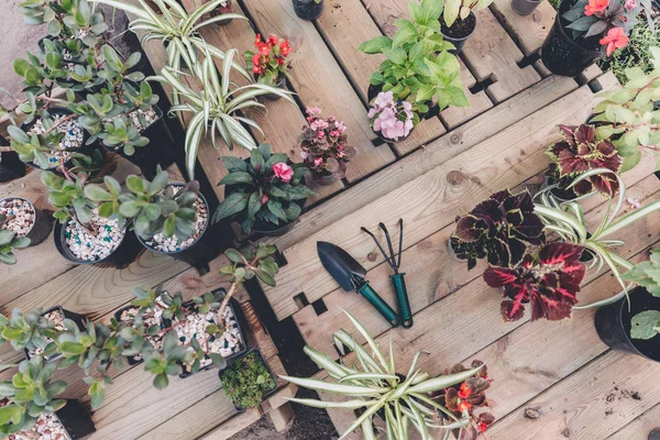 Herramientas de jardinería con varias plantas - foto de stock