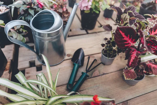 Gardening tools with various plants — Stock Photo