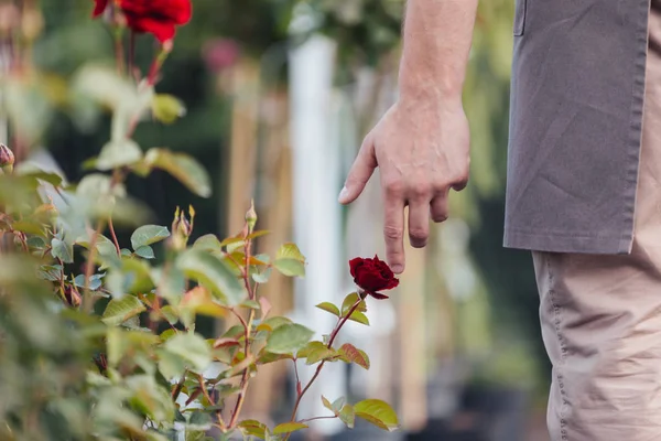 Hombre tocando rosa roja en el jardín - foto de stock