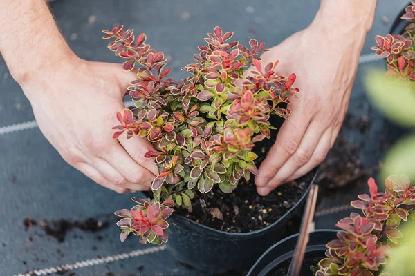 Jardineiro planta de plantio em vaso — Fotografia de Stock