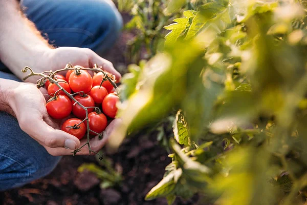 Farmer holding tomatoes — Stock Photo
