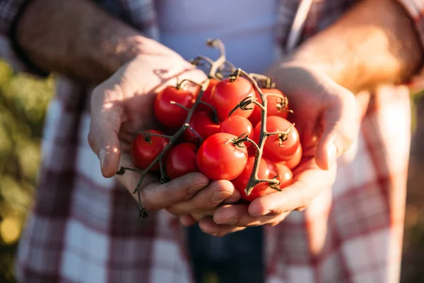 Agricultor que tiene tomates - foto de stock