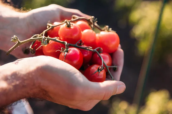 Фермер держит помидоры — стоковое фото