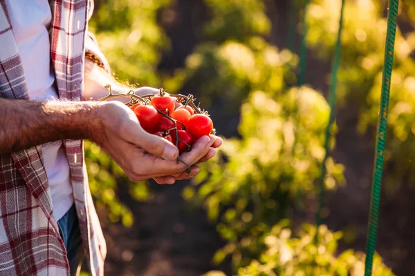 Farmer holding tomatoes — Stock Photo