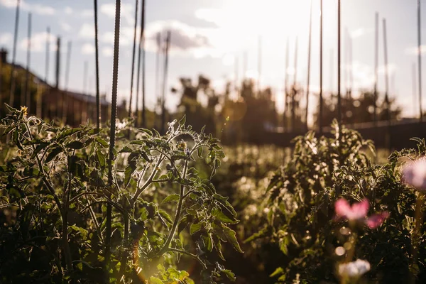 Piantine di pomodoro in giardino — Foto stock