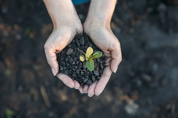 Mani che tengono giovane pianta con terreno — Foto stock