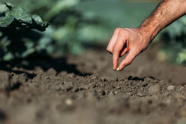 Agricultor siembra semillas - foto de stock