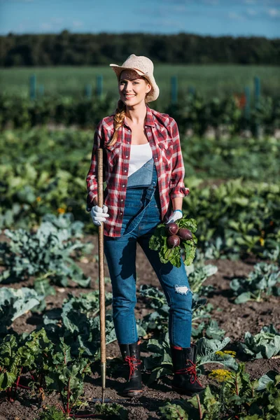 Farmer harvesting beets — Stock Photo