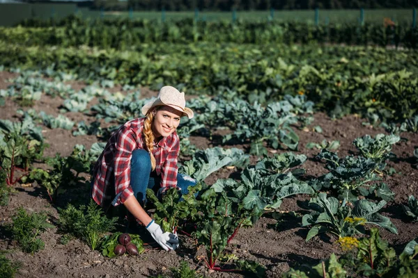 Landwirt erntet Rüben — Stockfoto