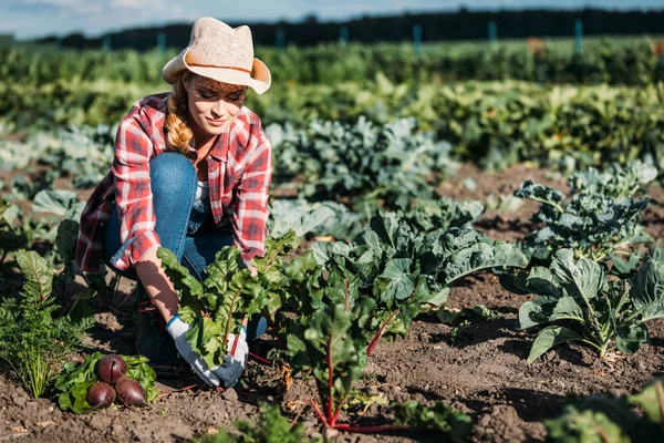 Agriculteur récolte des betteraves — Photo de stock