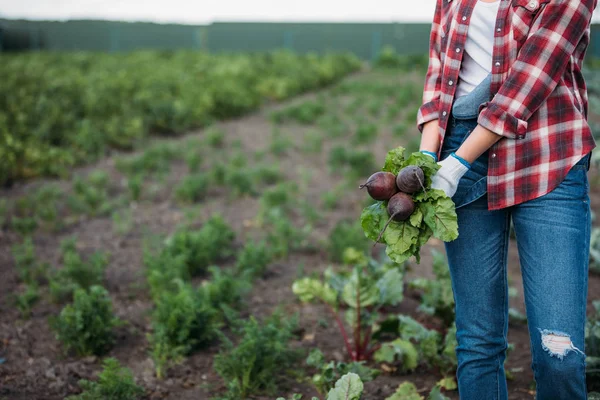 Farmer holding beets in field — Stock Photo