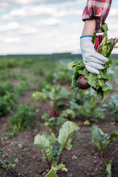 Farmer holding beets in field — Stock Photo