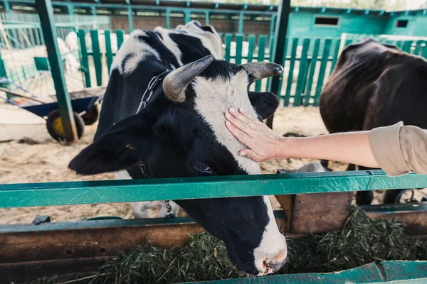 Landwirt füttert Kuh — Stockfoto