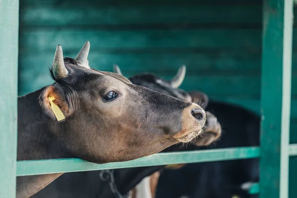 Vaches brunes à la ferme — Photo de stock