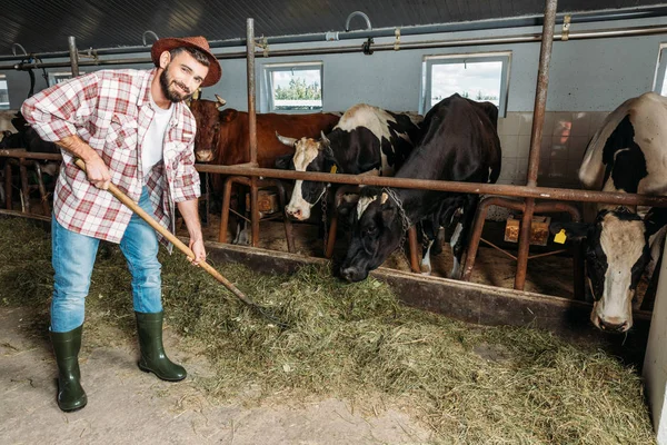 Uomo con forcone alimentazione mucche — Foto stock