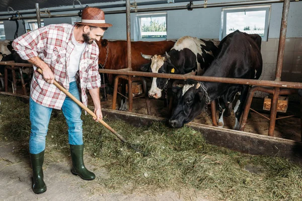 Mann mit Gabeln füttert Kühe — Stockfoto