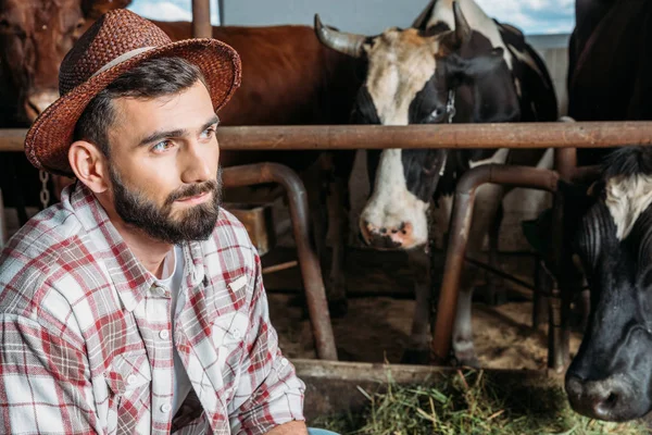Agriculteur mâle nourrissant les vaches — Photo de stock