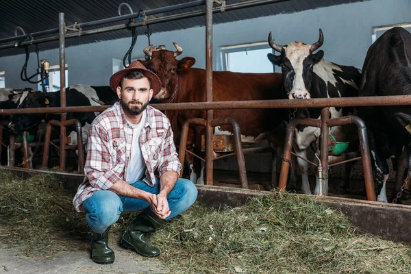 Agricultor do sexo masculino alimentando vacas — Fotografia de Stock