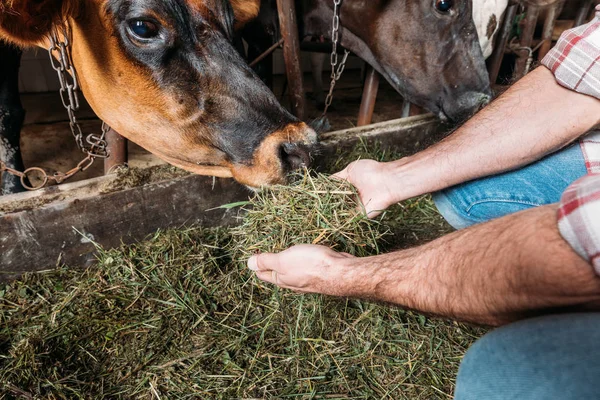 Farmer feeding cows in stall — Stock Photo