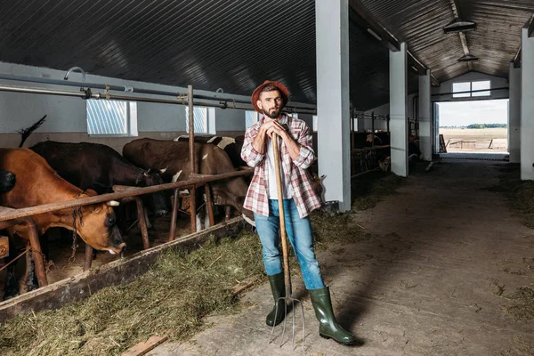 Mann mit Mistgabel füttert Kühe — Stockfoto