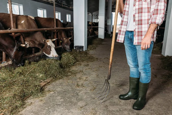 Mann mit Mistgabel füttert Kühe — Stockfoto