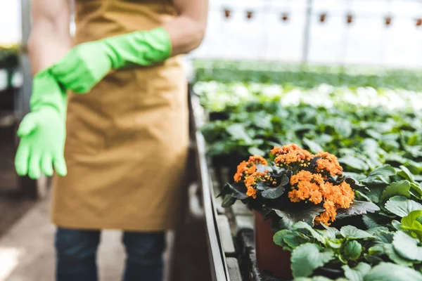 Gardener wearing protective gloves by blooming flowers in glasshouse — Stock Photo